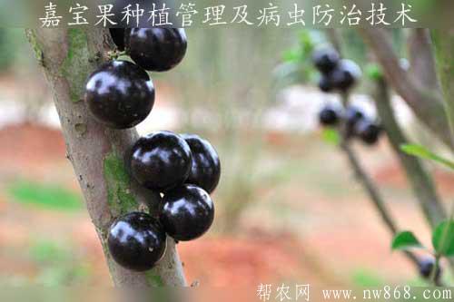 嘉寶果種植管理及病蟲防治技術(shù)