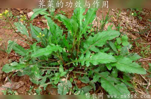 薺菜的功效與作用是什么【附薺菜圖片供參考】