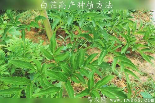白芷畝產800公斤干品藥材種植方法