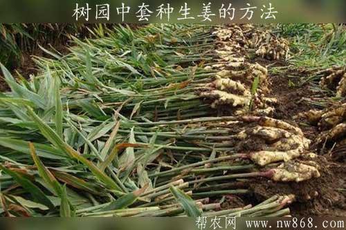 生姜種植經驗——樹園中套種生姜的方法