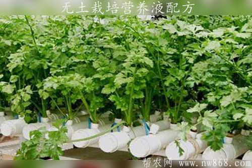 無土栽培營養液配方及制作說明