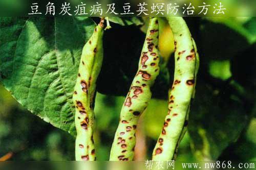 豆角炭疽病及豆莢螟防治方法