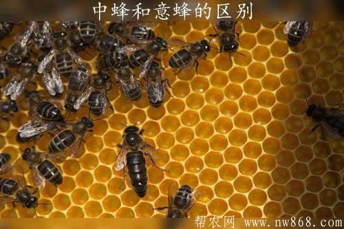 中蜂和意蜂的區別是什么|中蜂和意蜂的蜜哪個好