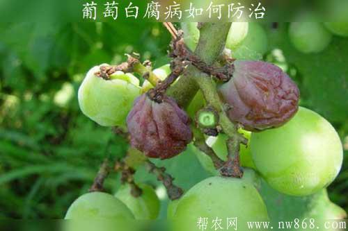 葡萄白腐病如何防治