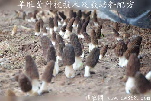 羊肚菌種植技術及栽培料配方