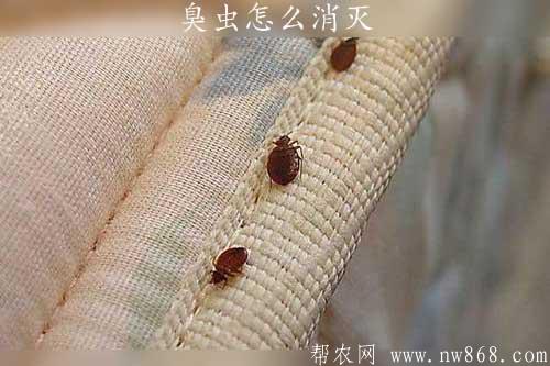 臭蟲怎么消滅|蟑螂藥哪種最好用