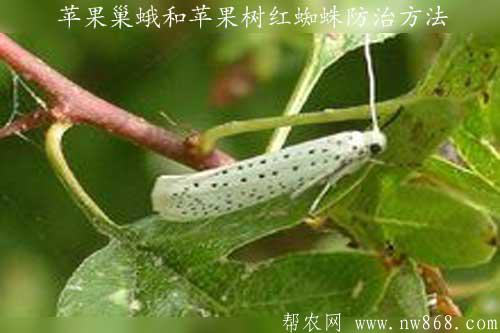 蘋果巢蛾和蘋果樹紅蜘蛛防治方法