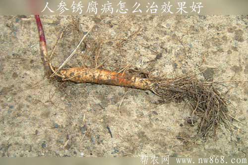 人參銹腐病怎么治效果好