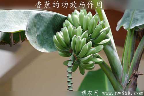 香蕉的功效與作用有哪些|空腹吃香蕉有什么壞處