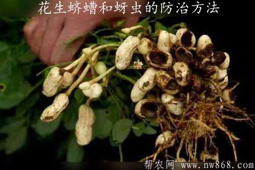 花生蠐螬和蚜蟲的防治?方法
