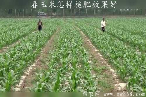 春玉米怎樣施肥效果好
