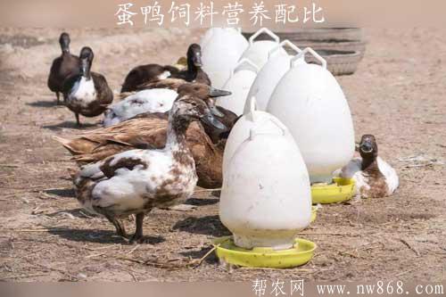 蛋鴨飼料營養(yǎng)配比