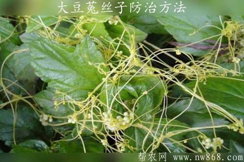 大豆菟絲子防治方法