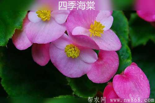 四季海棠簡介及圖片欣賞