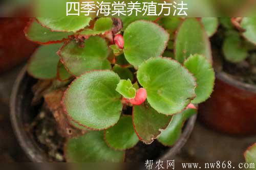 四季海棠養殖方法及日常養護措施