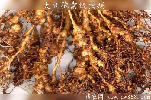 大豆發(fā)生孢囊線蟲（火龍秧子）病怎樣防治
