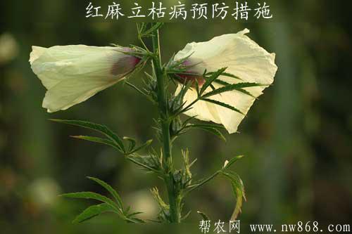 紅麻立枯病預防措施