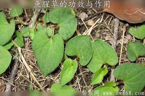 魚腥草的功效與作用|食用魚腥草注意事項
