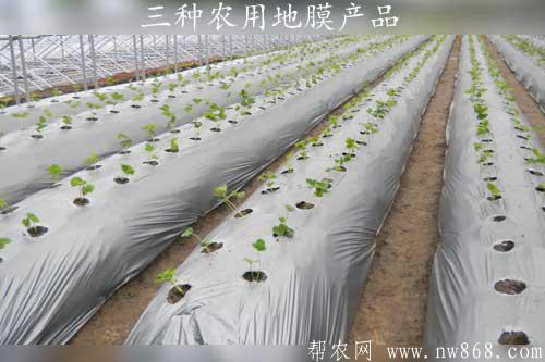 介紹三種農用地膜產品