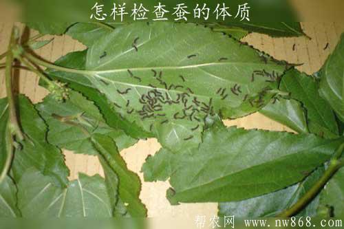 養蠶的過程中怎樣檢查蠶的體質