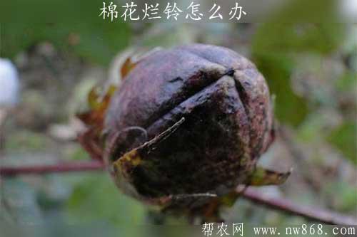 棉花覆蓋地膜后爛鈴怎么辦