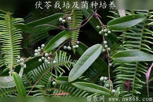 伏苓栽培所需生態(tài)條件及菌種培養(yǎng)