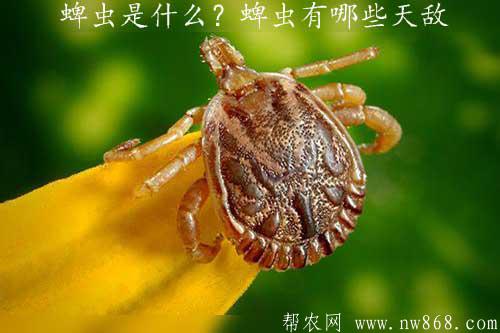 蜱蟲是什么？蜱蟲有哪些天敵