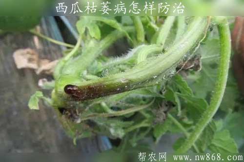西瓜枯萎病怎樣防治