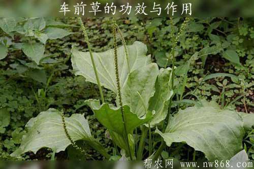 車前草的功效與作用及食用禁忌