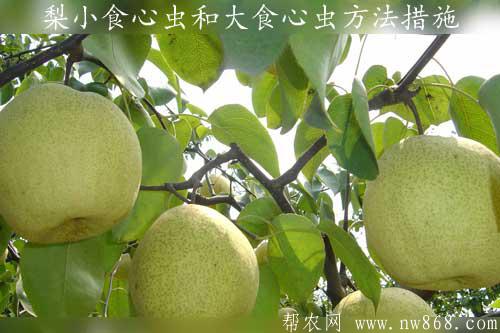 梨小食心蟲和大食心蟲方法措施