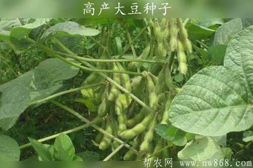 【良種介紹】四種高產大豆種子