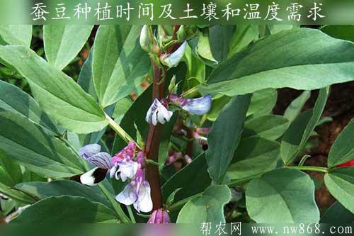 蠶豆種植時間及土壤和溫度需求