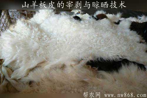 山羊板皮的宰剝與晾曬技術
