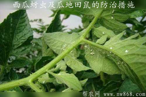 西瓜蚜蟲及?瓜地田鼠的防治措施