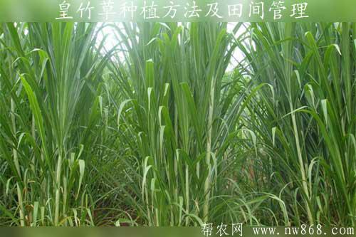 皇竹草種植方法及田間管理
