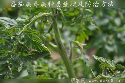 番茄病毒病種類癥狀及防治方法