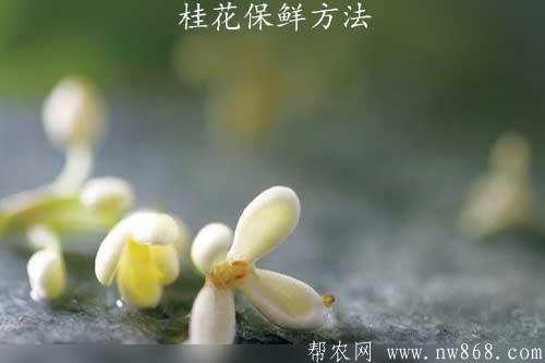 桂花保鮮方法