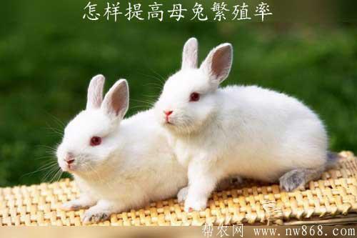 怎樣提高母兔繁殖率