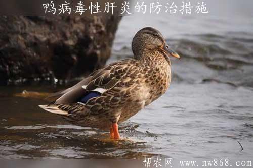鴨病毒性肝炎的防治措施