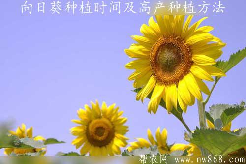 向日葵種植時間及高產種植方法