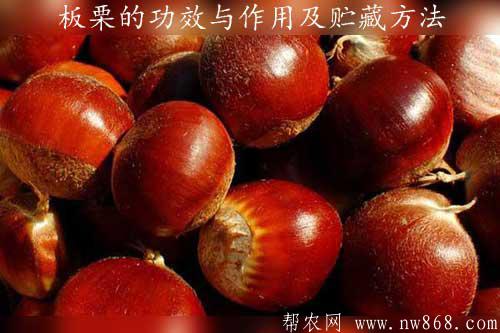 板栗的功效與作用及貯藏方法