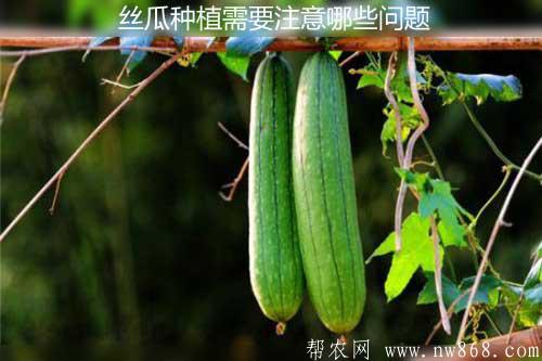 絲瓜種植需要注意哪些問題