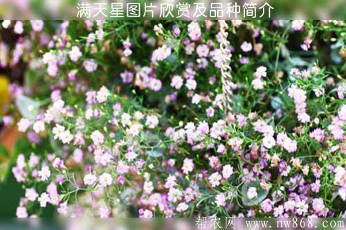 滿天星圖片欣賞及品種簡(jiǎn)介