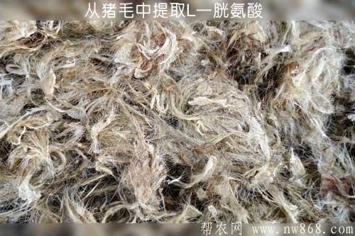 從豬毛中提取L一胱氨酸