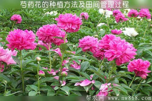 芍藥花的種植方法及田間管理過程