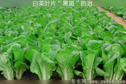 白菜葉片“黑斑”及甘藍黑腐病防治方法