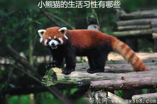 小熊貓的生活習性有哪些