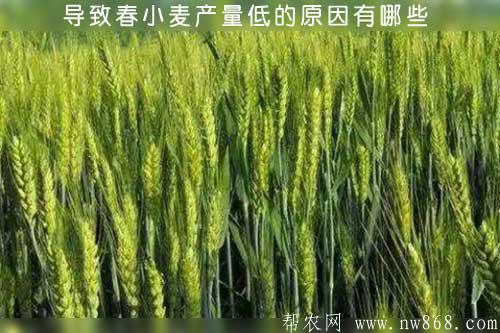 導致春小麥產量低的原因有哪些