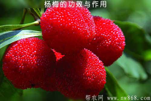 楊梅的功效與作用以及食用方法