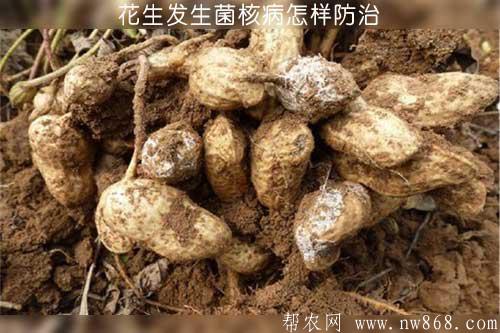 花生發生菌核病怎樣防治